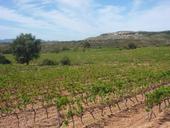 vignoble-bandol.jpg