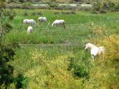 camargue-chevaux.jpg