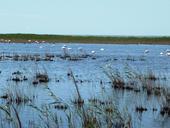 camargue-flamands.jpg