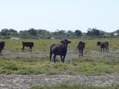 camargue.jpg