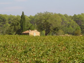 vignoble-provencal.jpg